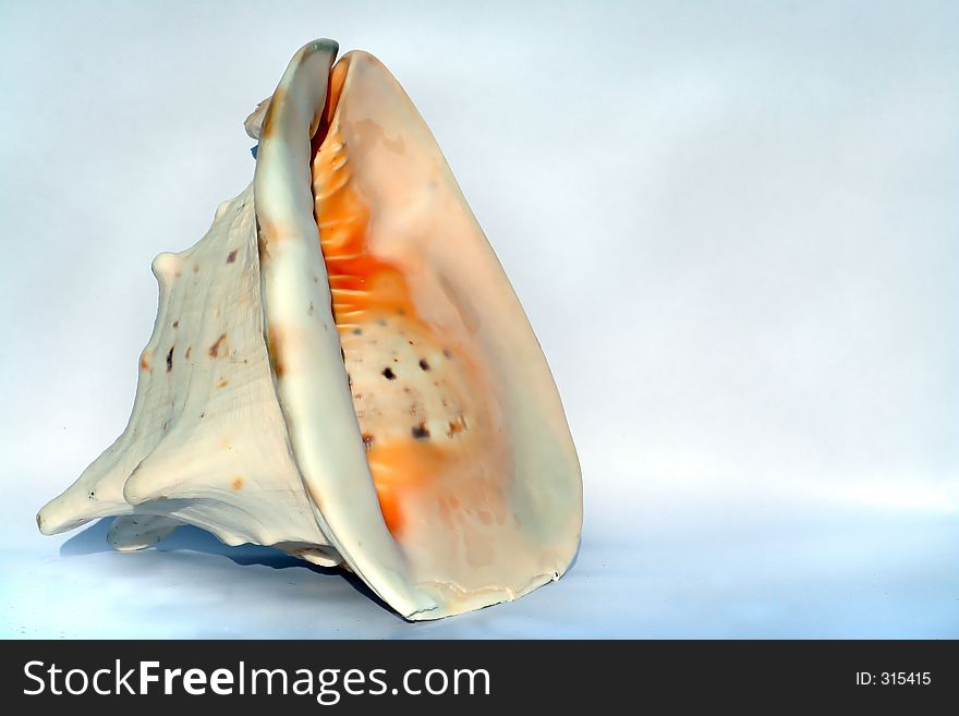 Seashell with soft blue colors. Seashell with soft blue colors