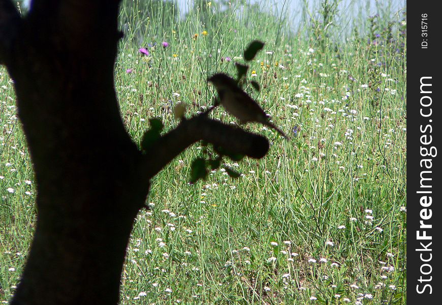 Blurred tree and sparrow in front of the meadow. Blurred tree and sparrow in front of the meadow