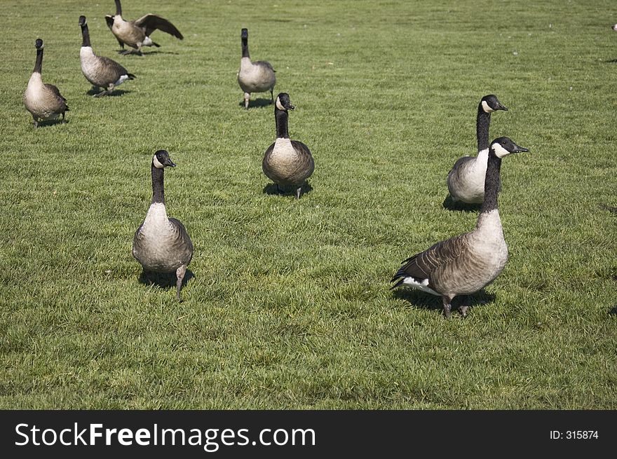 Geese on a manicured lawn