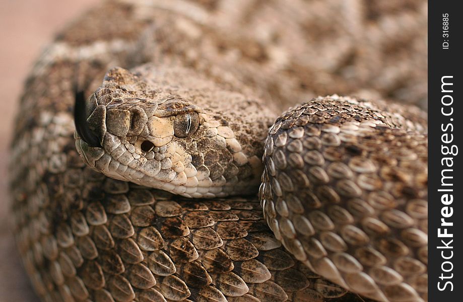 Close-up Of Diamondback Rattlesnake Flicking Tongue. Close-up Of Diamondback Rattlesnake Flicking Tongue