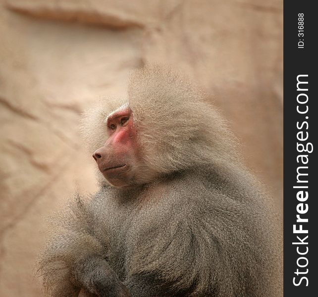 Alpha Male Baboon Surveys His Realm From Atop A Rock. Alpha Male Baboon Surveys His Realm From Atop A Rock