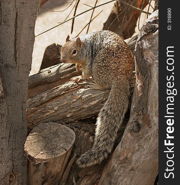 Rock squirrel Checking Me Out froom A Log. Rock squirrel Checking Me Out froom A Log