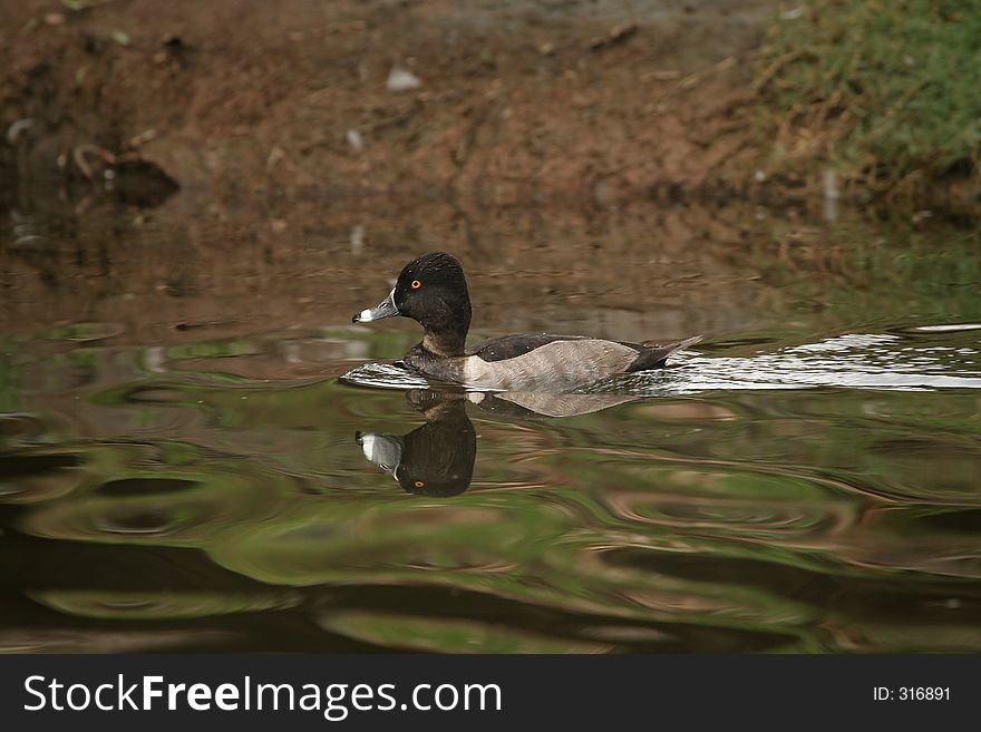 Little Duck With Orange Eye Swimming