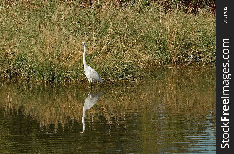 Great Egret Fishing. Great Egret Fishing