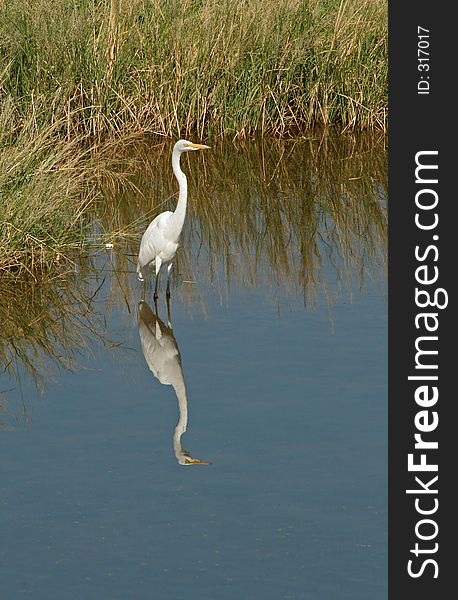 Great Egret Wading Near Rushes in Rio Salado. Great Egret Wading Near Rushes in Rio Salado