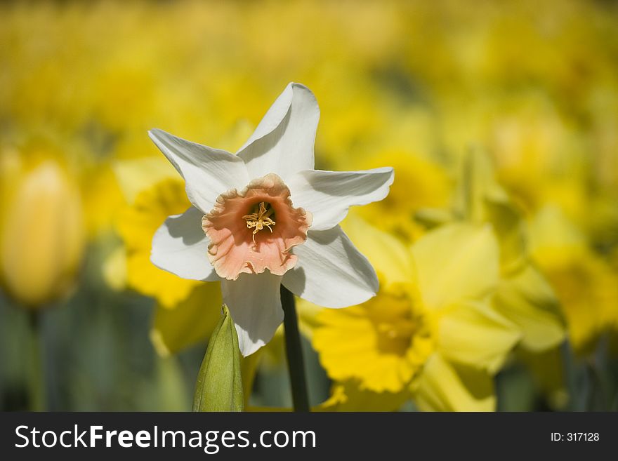 A white daffodil amongst many yellow daffodils. A white daffodil amongst many yellow daffodils.