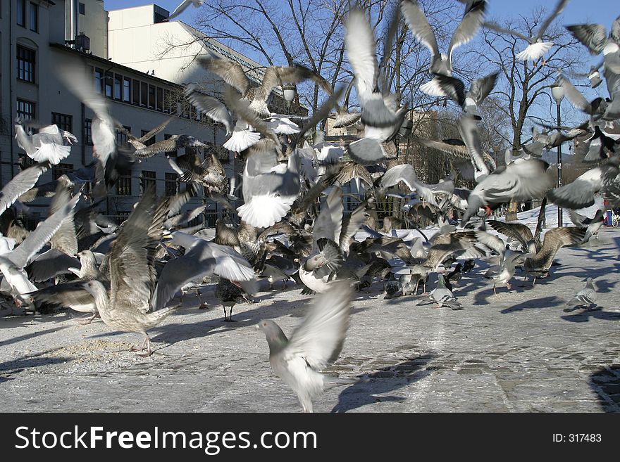 Bird background texture. Bird background texture