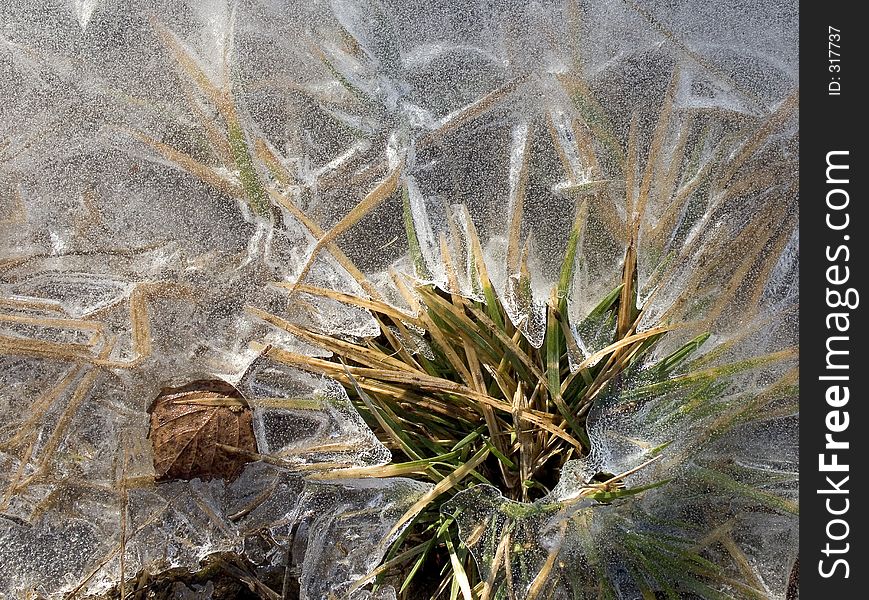 Frozen pool and a grass. Frozen pool and a grass