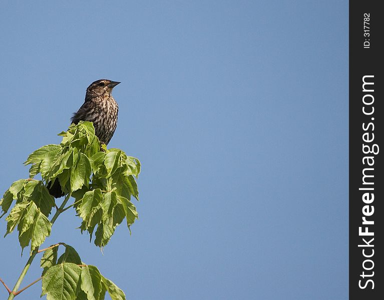 Bird perched on a tree. Bird perched on a tree