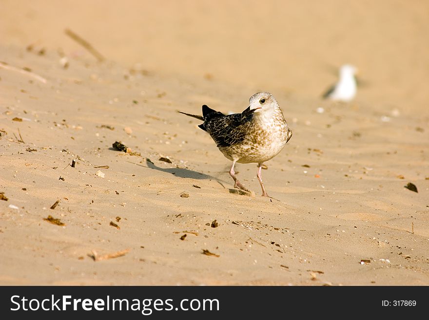 Seagull on the beach