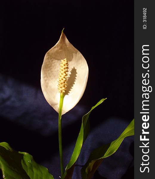 Flower Spathiphyllum. White