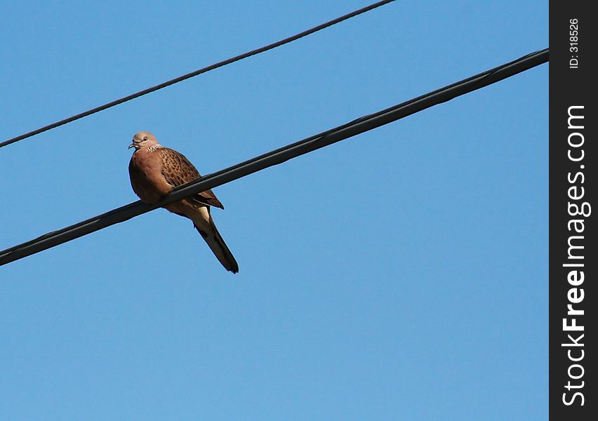 A Pigeon resting on a Powerline