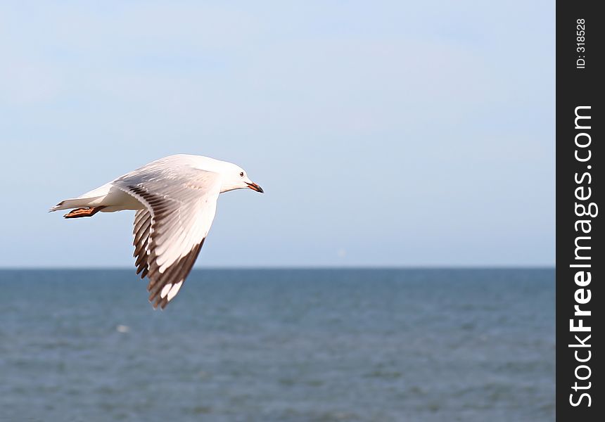 Seagull Flying with Sea Background