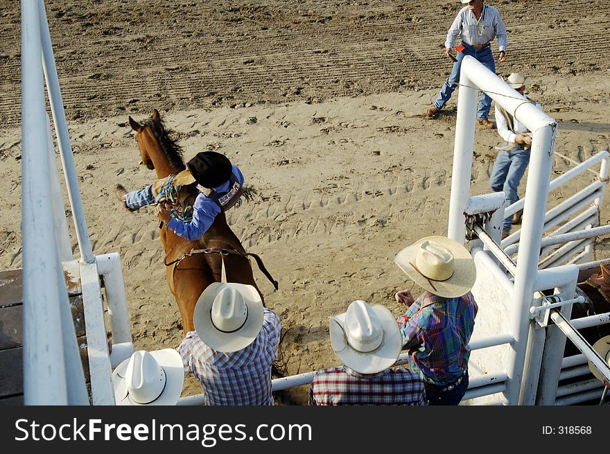 A cowboy comes out of the gate riding bareback. A cowboy comes out of the gate riding bareback.