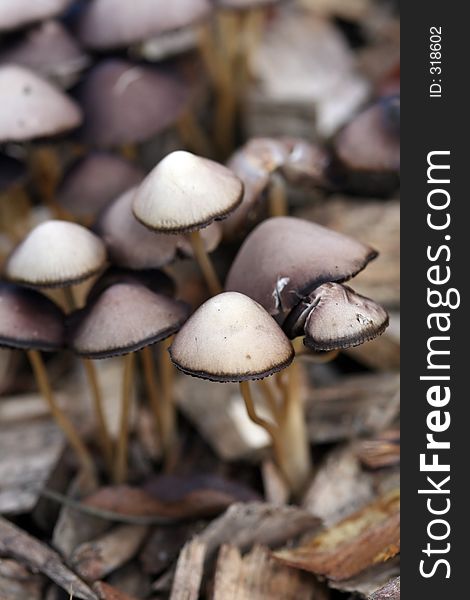A group of mushrooms