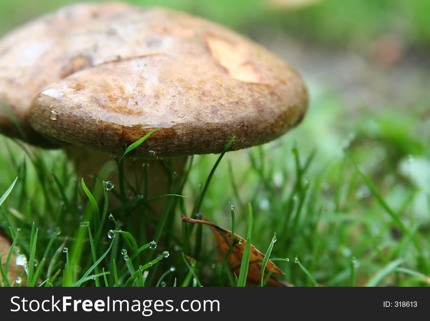 A big mushroom in its natural habit