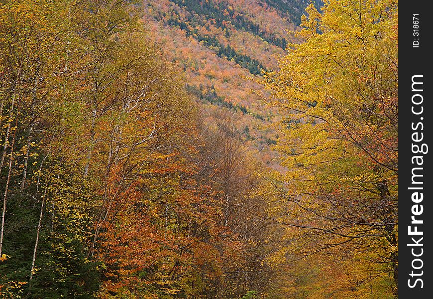 Fall colors in Crawford Notch