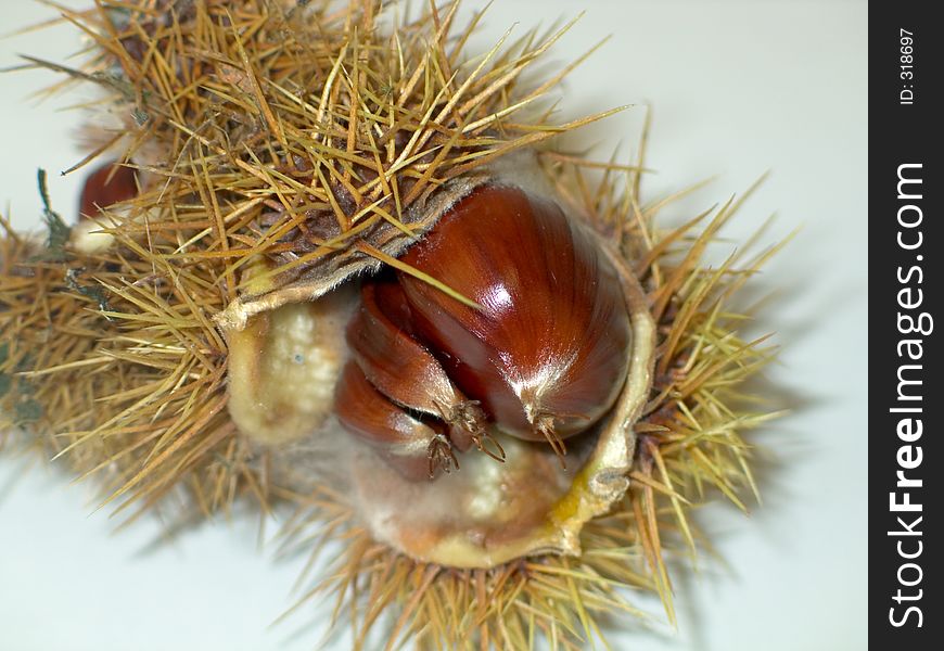 Close-up of a chestnut husk. Close-up of a chestnut husk