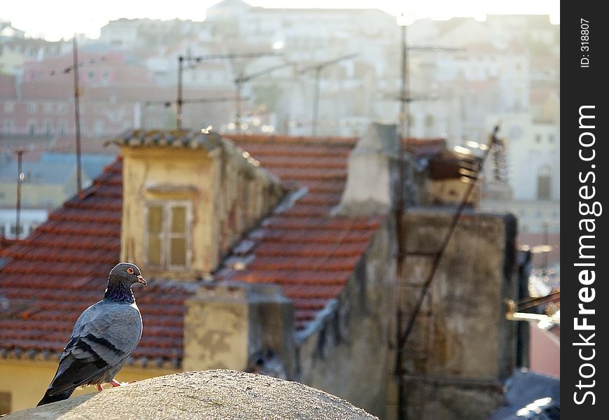 Dove on Rooftop of Old Buildings. Focus on Dove. Dove on Rooftop of Old Buildings. Focus on Dove.