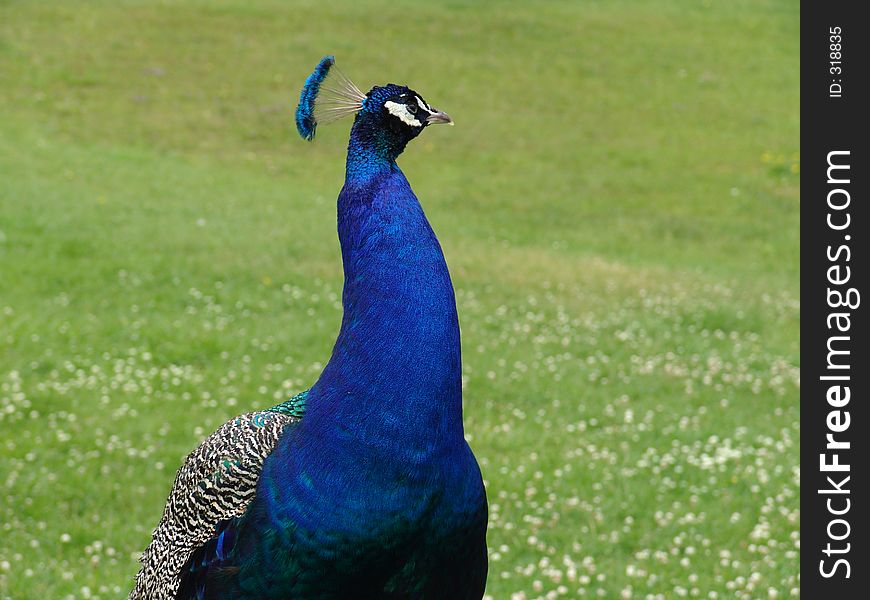 A close up picture of a peacock. A close up picture of a peacock