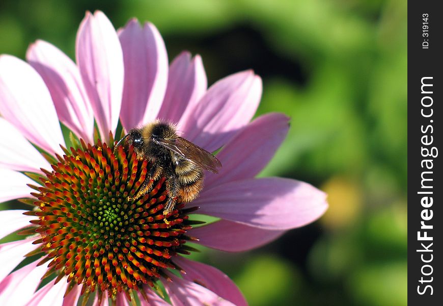 The bee on the pink flower. The bee on the pink flower