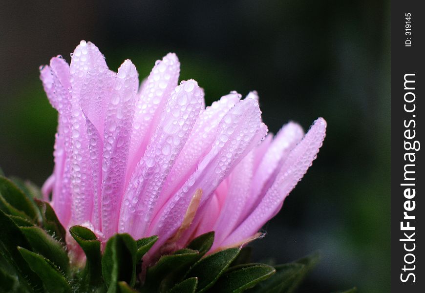 Dew drops on the purple flower. Dew drops on the purple flower