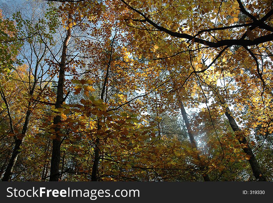 Autumn forest over blue sky