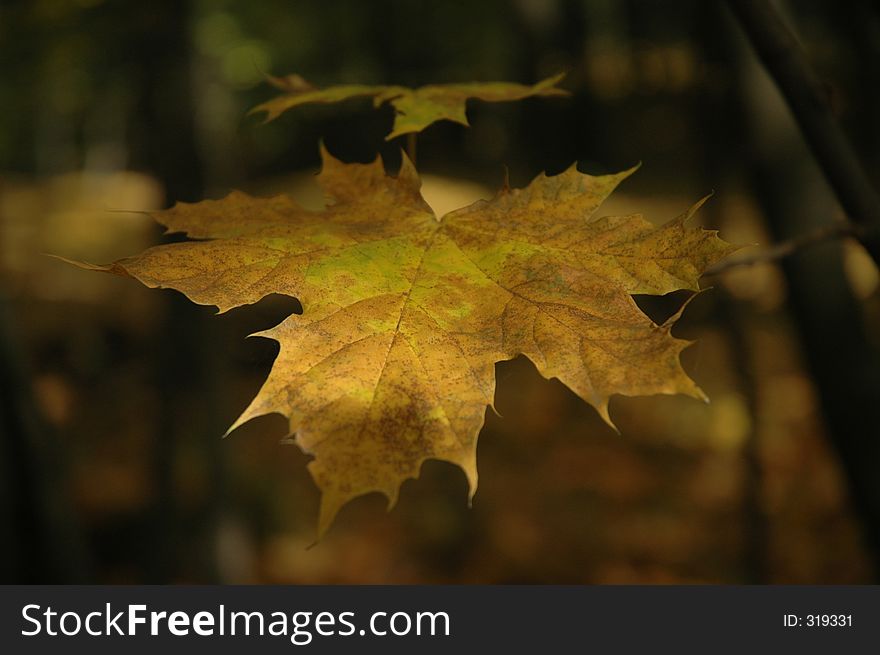 Autumn leaf