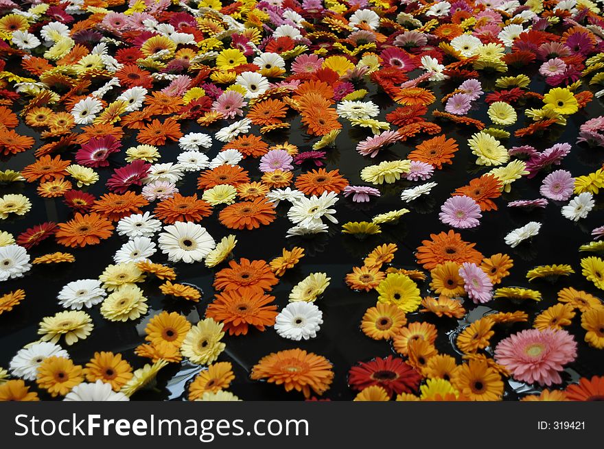 Colourful display of floating Gerberas at flower show