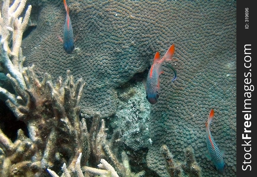 A Trio of Big-eyed Redfin at a fish cleaning station, Great Barrier Reef
