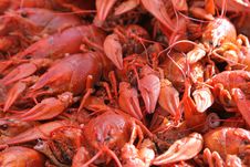 Red Boiled Crayfishes Stock Photos Red Boiled Crayfishes Stock Photos