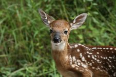 Whitetail Deer Fawn Stock Image Whitetail Deer Fawn Stock Image