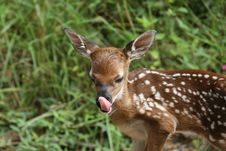 Whitetail Deer Fawn Royalty Free Stock Photography Whitetail Deer Fawn Royalty Free Stock Photography