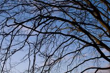 Tree Branches And The Sky Royalty Free Stock Image Tree Branches And The Sky Royalty Free Stock Image