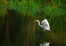 Egret Royalty Free Stock Images Egret Royalty Free Stock Images