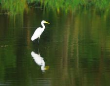 Egret Stock Images Egret Stock Images
