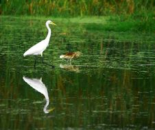 Egret Stock Photos Egret Stock Photos