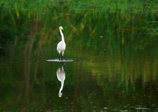 Egret Royalty Free Stock Photo Egret Royalty Free Stock Photo