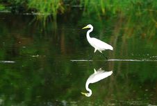 Egret Royalty Free Stock Photos Egret Royalty Free Stock Photos