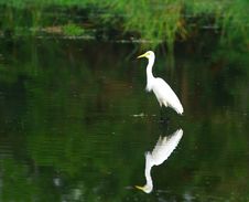Egret Stock Photo Egret Stock Photo
