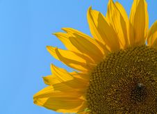 Part Of Sunflower Stock Photo Part Of Sunflower Stock Photo