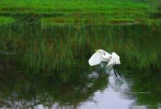 Egret Stock Photo Egret Stock Photo