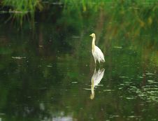 Egret Reflection Royalty Free Stock Photo Egret Reflection Royalty Free Stock Photo