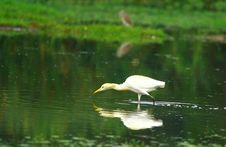 Egret Reflection Royalty Free Stock Photo Egret Reflection Royalty Free Stock Photo
