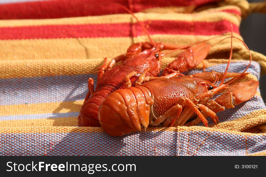 Two large red boiled crayfishes on a striped linen. Two large red boiled crayfishes on a striped linen