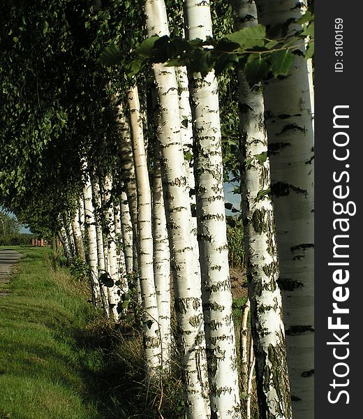 White trees (Betula pubescens)in sun. White trees (Betula pubescens)in sun