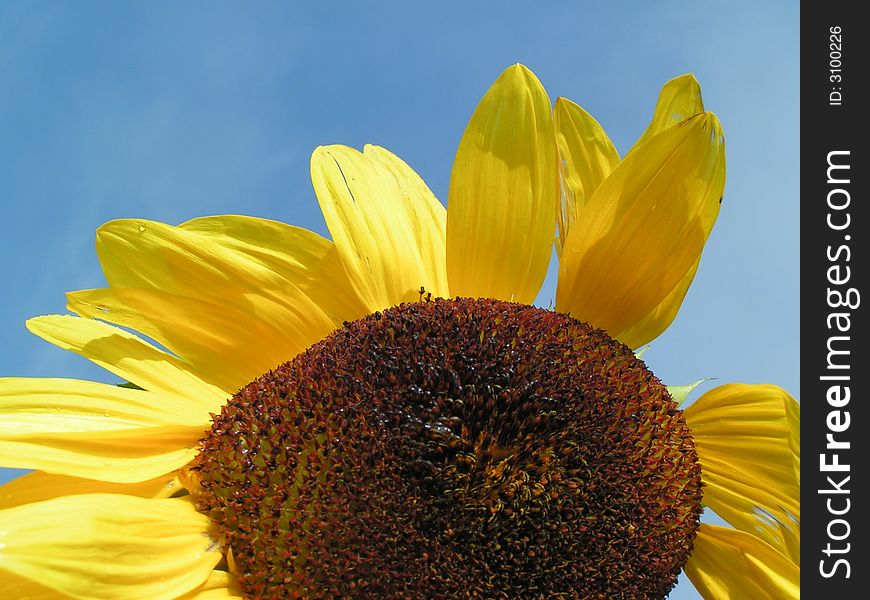 End of sommer - sunflower in sun