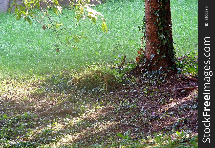 Early morning light in the country garden