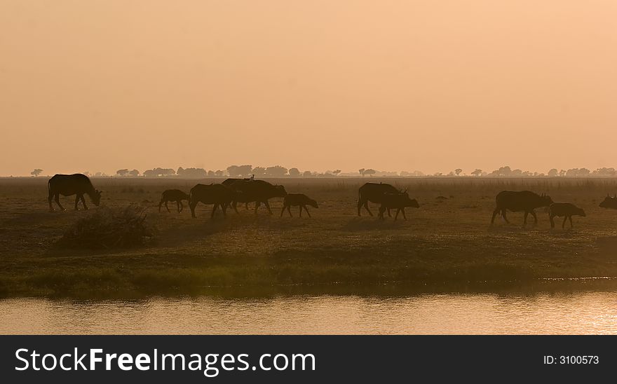 Buffaloes walking along the Chobe riverfront during sunset. Buffaloes walking along the Chobe riverfront during sunset