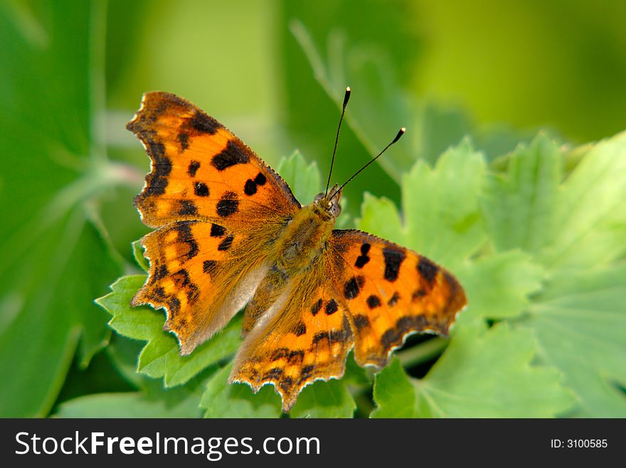 Butterfly collecting nectar, close up